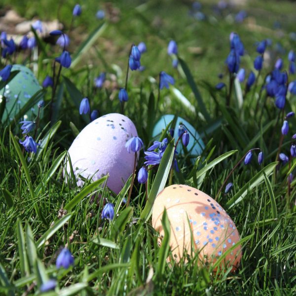 Photo of speckled eggs in the grass with bluebells.