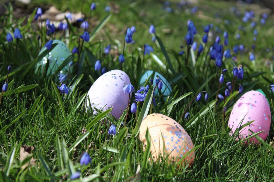 Photo of speckled eggs in the grass with bluebells.