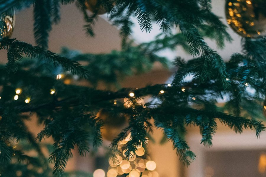 Photo of tree branches with twinkly lights in the background.